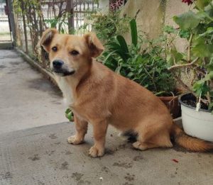 Rudi a tan rescue dog | 1 dog at a time rescue UK