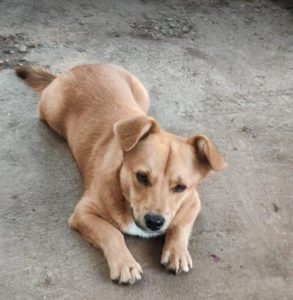 Rudi a tan rescue dog | 1 dog at a time rescue UK