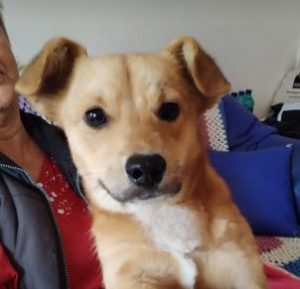 Rudi a tan rescue dog | 1 dog at a time rescue UK