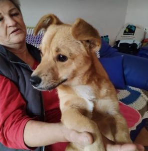 Rudi a tan rescue dog | 1 dog at a time rescue UK