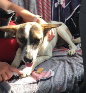 Timmy a white and tan rescue dog | 1 dog at a time rescue UK