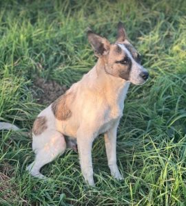 Timmy a white and tan rescue dog | 1 dog at a time rescue UK