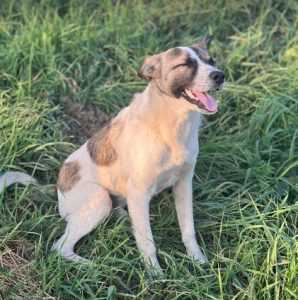 Timmy a white and tan rescue dog | 1 dog at a time rescue UK