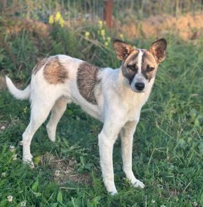Timmy a white and tan rescue dog | 1 dog at a time rescue UK