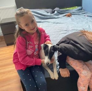 Yolanda a black and white rescue dog | 1 dog at a time rescue UK