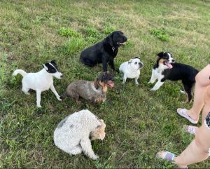 Yolanda a black and white rescue dog | 1 dog at a time rescue UK