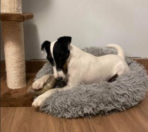 Yolanda a black and white rescue dog | 1 dog at a time rescue UK