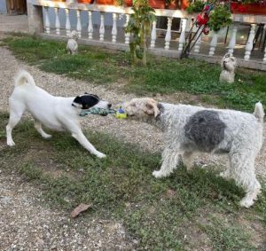 Yolanda a black and white rescue dog | 1 dog at a time rescue UK