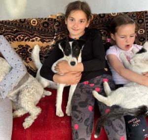 Yolanda a black and white rescue dog | 1 dog at a time rescue UK