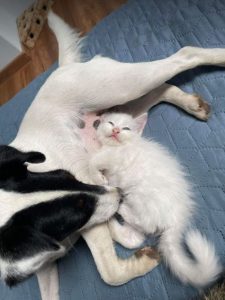 Yolanda a black and white rescue dog | 1 dog at a time rescue UK