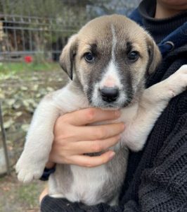 Denny a grey and white rescue dog | 1 dog at a time rescue UK