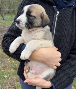 Dexter a grey and white rescue dog | 1 dog at a time rescue UK