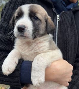 Dexter a grey and white rescue dog | 1 dog at a time rescue UK