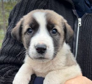 Dexter a grey and white rescue dog | 1 dog at a time rescue UK
