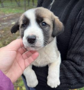 Dexter a grey and white rescue dog | 1 dog at a time rescue UK