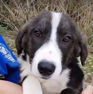 Hallie a grey and white rescue dog | 1 dog at a time rescue UK