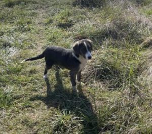 Hallie a grey and white rescue dog | 1 dog at a time rescue UK