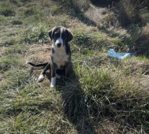 Hallie a grey and white rescue dog | 1 dog at a time rescue UK