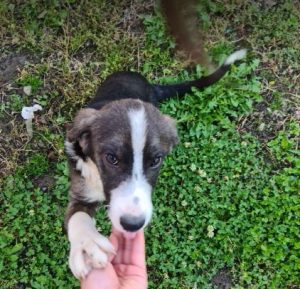 Hallie a grey and white rescue dog | 1 dog at a time rescue UK