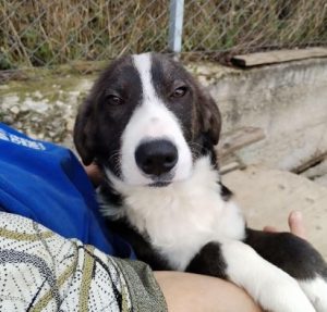 Hallie a grey and white rescue dog | 1 dog at a time rescue UK