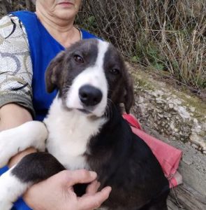 Hallie a grey and white rescue dog | 1 dog at a time rescue UK