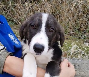 Hallie a grey and white rescue dog | 1 dog at a time rescue UK