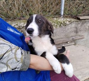 Hallie a grey and white rescue dog | 1 dog at a time rescue UK