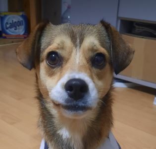 Remy a white and tan rescue dog 1_1 dog at a time rescue UK Remy a white and tan rescue dog | 1 dog at a time rescue UK