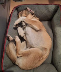 Remy a white and tan rescue dog | 1 dog at a time rescue UK