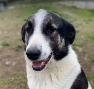Carlos a black and white Romanian rescue dog | 1 Dog at a Time Rescue UK