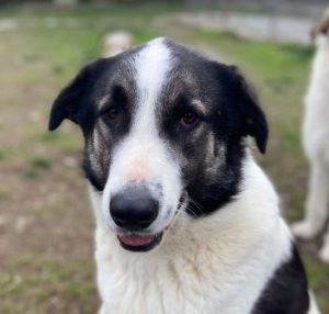Carlos a black and white Romanian rescue dog | 1 Dog at a Time Rescue UK