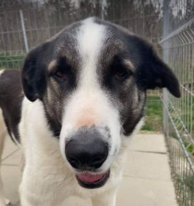 Carlos a black and white Romanian rescue dog | 1 Dog at a Time Rescue UK
