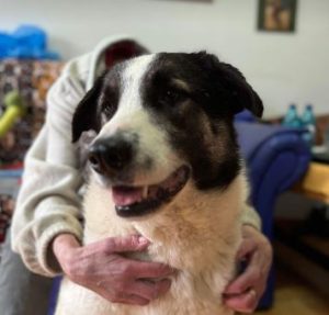 Carlos a black and white Romanian rescue dog | 1 Dog at a Time Rescue UK
