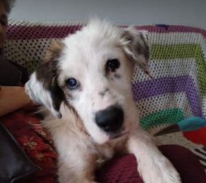 Cody a white rescue dog | 1 dog at a time rescue UK