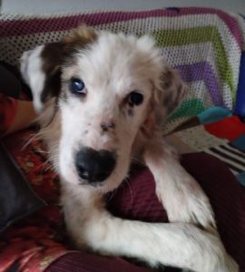 Cody a white rescue dog | 1 dog at a time rescue UK