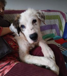 Cody a white rescue dog | 1 dog at a time rescue UK