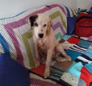 Cody a white rescue dog | 1 dog at a time rescue UK