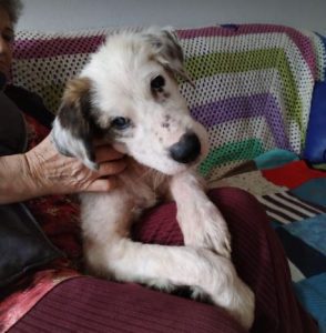 Cody a white rescue dog | 1 dog at a time rescue UK