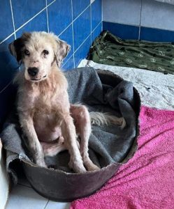 Cody a white rescue dog | 1 dog at a time rescue UK