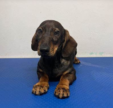 Darcie a brown rescue dog 1_1 dog at a time rescue UK Darcie a brown rescue dog | 1 dog at a time rescue UK