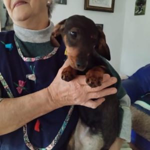 Darcie a brown rescue dog | 1 dog at a time rescue UK