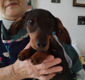 Darcie a brown rescue dog | 1 dog at a time rescue UK