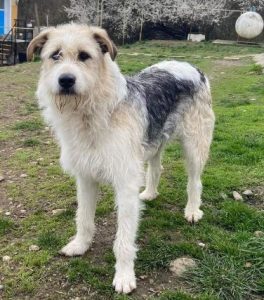 Harley a fawn, white and black Romanian rescue dog | 1 Dog at a Time Rescue UK