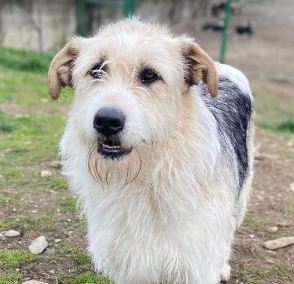 Harley a fawn, white and black Romanian rescue dog | 1 Dog at a Time Rescue UK