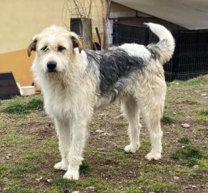 Harley a fawn, white and black Romanian rescue dog | 1 Dog at a Time Rescue UK