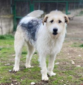 Harley a fawn, white and black Romanian rescue dog | 1 Dog at a Time Rescue UK