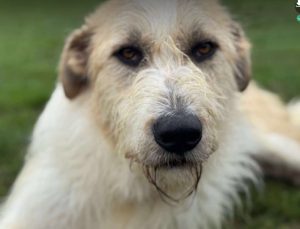 Hershey a white dark grey and brown Romanian rescue dog lying down | 1 Dog At A Time Rescue