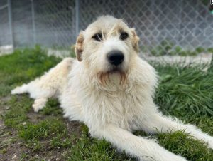 Hershey a white dark grey and brown Romanian rescue dog lying down | 1 Dog At A Time Rescue