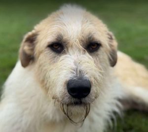 Hershey a white dark grey and brown Romanian rescue dog lying down | 1 Dog At A Time Rescue