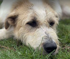 Hershey a white dark grey and brown Romanian rescue dog lying down | 1 Dog At A Time Rescue